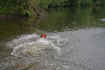 Waterspelletjes aan het meer met een bruine Magyar Vizsla draadhaar.