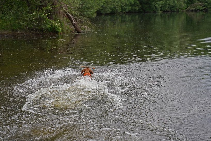 Water games at the lake with a brown Magyar Vizsla wirehair. by Babetts Bildergalerie