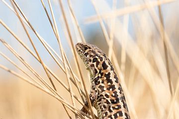 Sand lizard on the lookout by Antoine Deleij