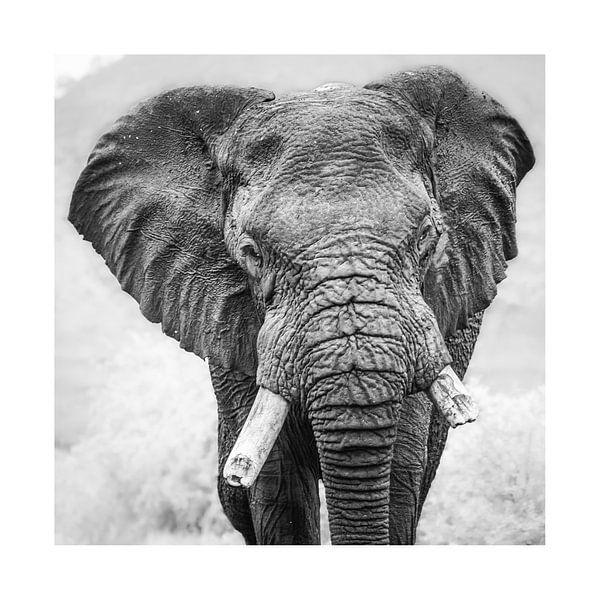 Face to face met een olifant van Sharing Wildlife