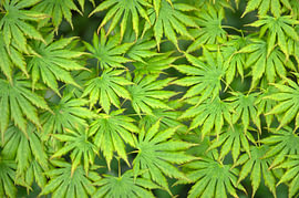 Acer Shirasawanum Palmatifolium – Japanischer Ahorn von Richard Wareham