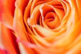 FLORA : ROSE PETALS by Photoart-Naegele