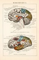 Anatomie. Hersenen I