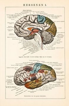 Anatomie. Hersenen I van Studio Wunderkammer