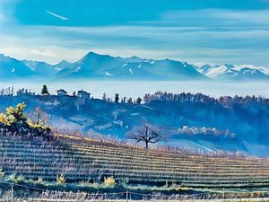 Langhe glooiende wijngaarden in het vroege voorjaar