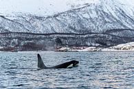 Orca and red houses in Norway. by Dennis en Mariska thumbnail