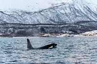 Orca and red houses in Norway.