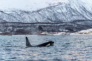 Orca and red houses in Norway.