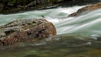 Schnell fließendes Wasser