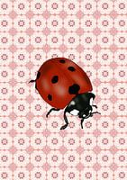 Lovely Ladybug