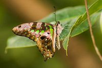 Papillon de page coloré