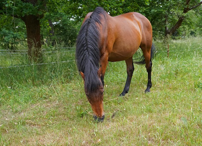 Trakehner Feldmeyer in the pasture by Babetts Bildergalerie
