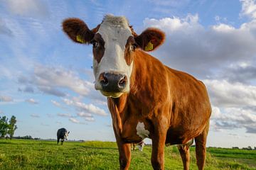 Vache sur Dirk van Egmond