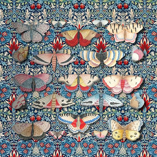 Patterns & Butterflies