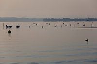 De Bodensee in de ochtend