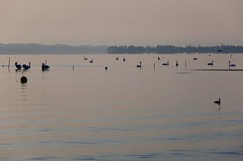 Le lac de Constance le matin