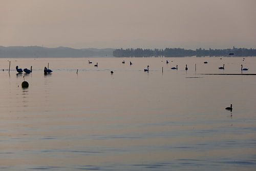 Bodensee am Morgen