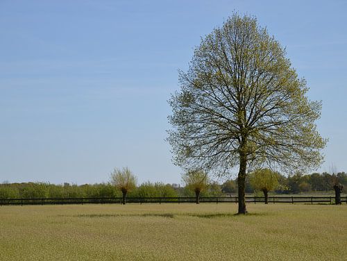 Landschap omgeving Bedaf Uden
