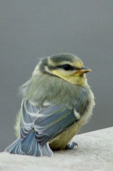 Young tit