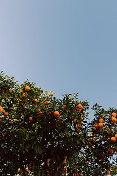 Orangenbaum | Algarve, Portugal von Vy Van Nguyen