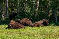 Wilde bizons op de Alaska Highway in Canada van Roland Brack thumbnail