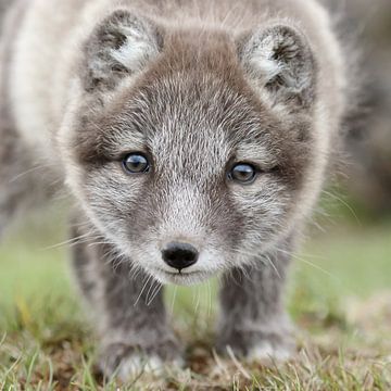 Jonge poolvos van Menno Schaefer