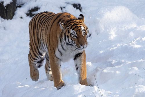 Tijger loopt door de sneeuw