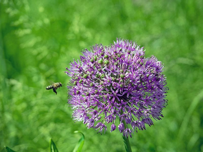 Sierknoflook en bijen van Katrin May