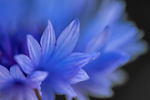 Mystical Flower Dream