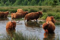 Hooglanders in het Witte Veen.