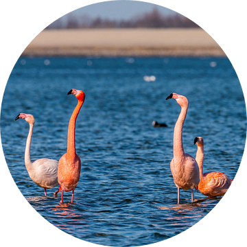 De Flamingo's in Nederland, de Phoenicopterus roseus. van Rob Smit