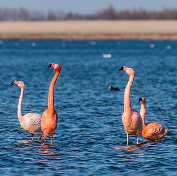 Flamingos in the Netherlands, Phoenicopterus roseus.