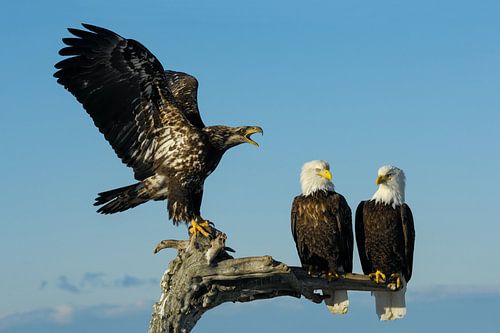 Drie Amerikaanse zeearenden (juvenile en volwassen)