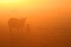 Moutons dans la brume du matin sur Ruurd Jelle Van der leij