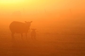 Moutons dans la brume du matin sur Ruurd Jelle Van der leij