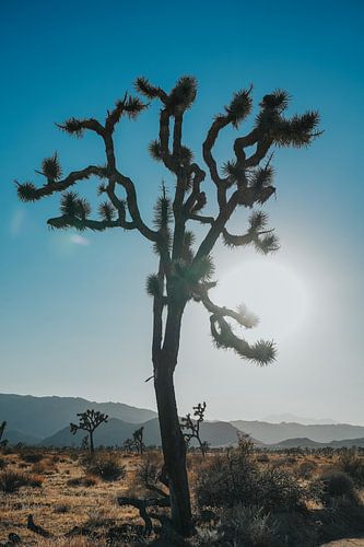 Der ikonische Joshua Tree