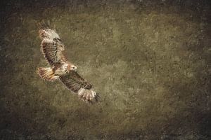 Buse à vol d'oiseau (art)