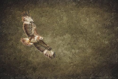 Buizerd in vogelvlucht (kunst)