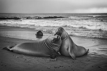 Juvenile elephant seal