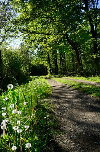 Zonnige landweg met pluizenbollen en Eikenbomen van Corinne Welp