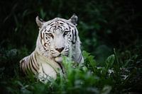 Weißer Bengaltiger