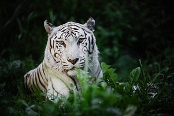 White bengal tiger