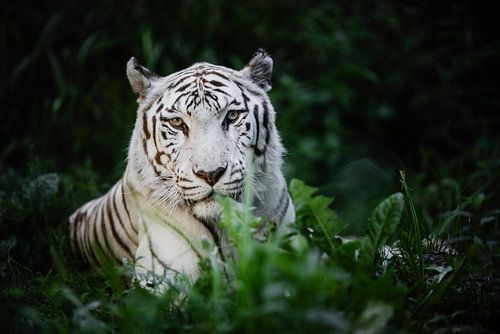 Witte bengaalse tijger