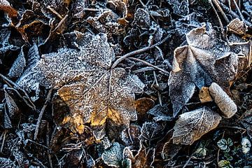 Winter foliage by Dieter Walther