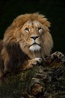 Porträt eines Löwen auf einem Baum mit grünem Hintergrund // Natur, Tiere // Fine-Art-Fotografie