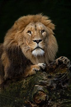 Portret van een leeuw op een boom met groene achtergrond // natuur, dieren // fine-art photography van suzanne.en.camera
