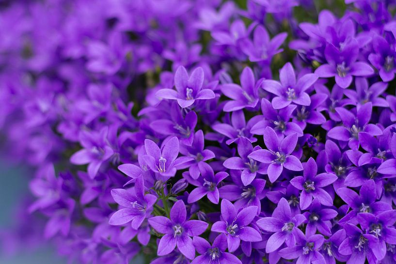 Purple rain by Angelique van Waarde