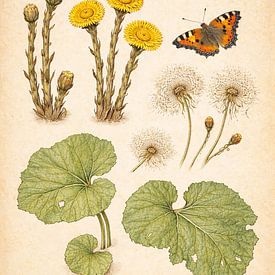 Lesser coltsfoot and little fox - Ecological Herbarium Journal by Bert Quaedvlieg