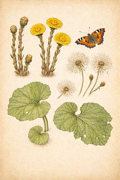 Klein hoefblad en kleine vos – Ecologisch Herbariumblad van Bert Quaedvlieg