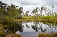 Bäume spiegeln sich im Wasser